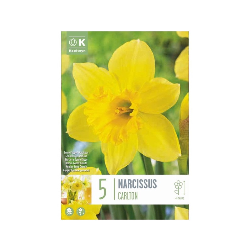 NARCISSUS CARLTON X 5