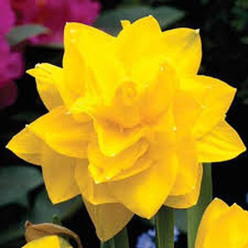 NARCISSUS GOLDEN DUCAT X 5