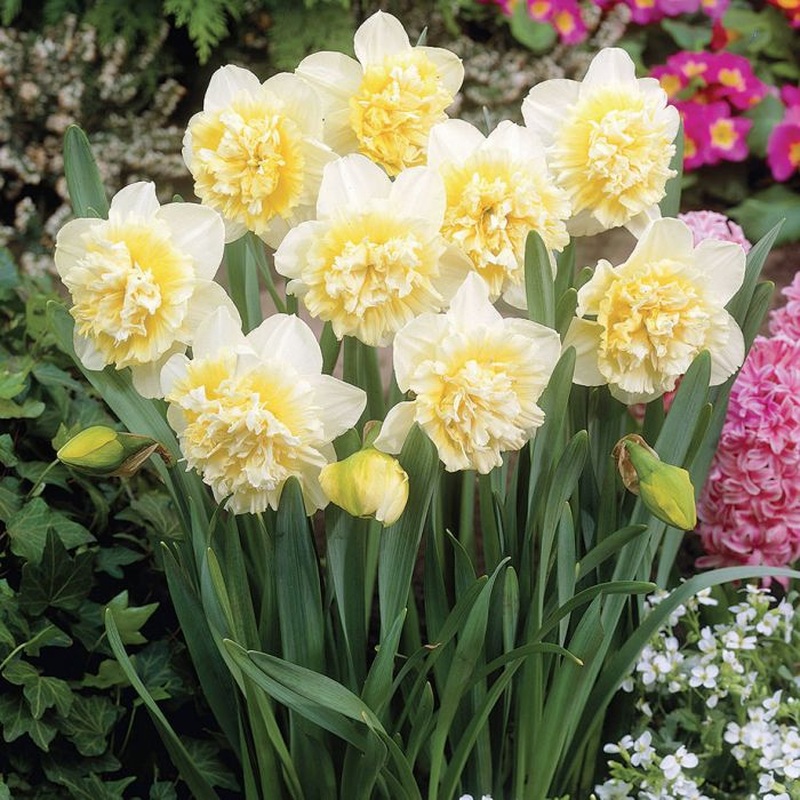 NARCISSUS ICE KING X 5