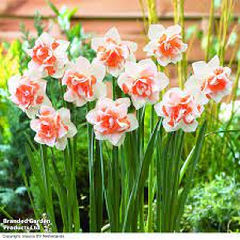 NARCISSUS REPLETE X 5