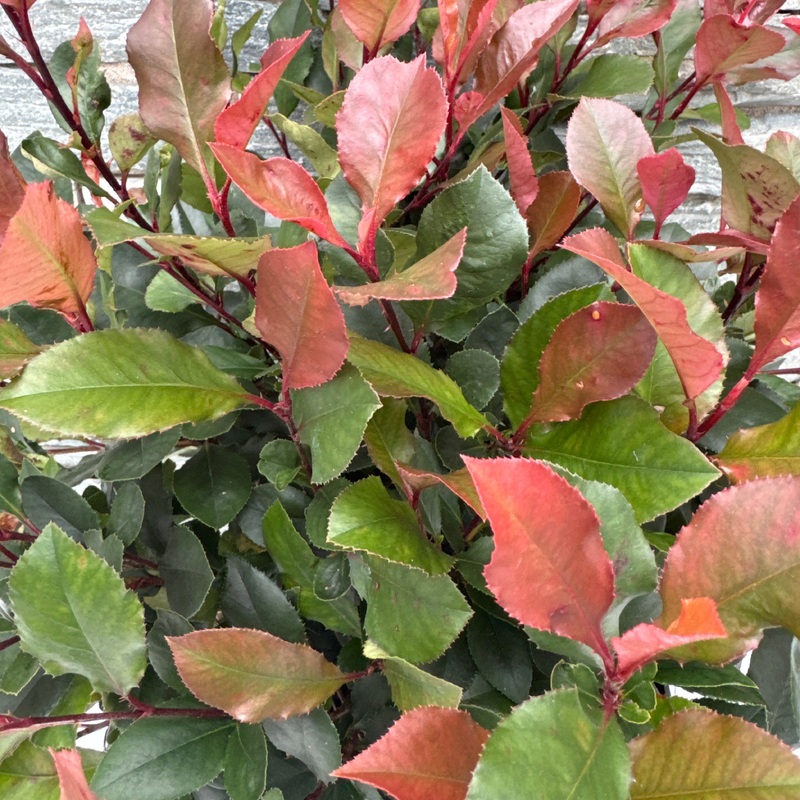 Photinia fras. Little Red Robin