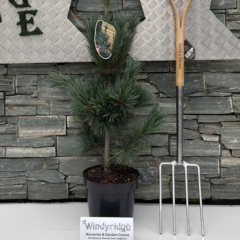 Pinus flex. Vanderwolfs Pyramid