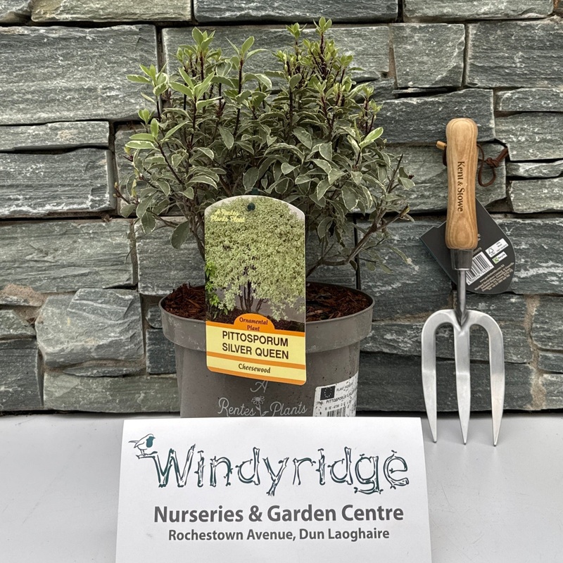 PITTOSPORUM T. SILVER QUEEN