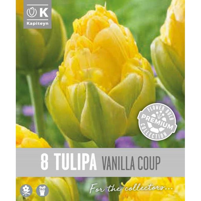 PREM TULIP VANILLA COUP X 8