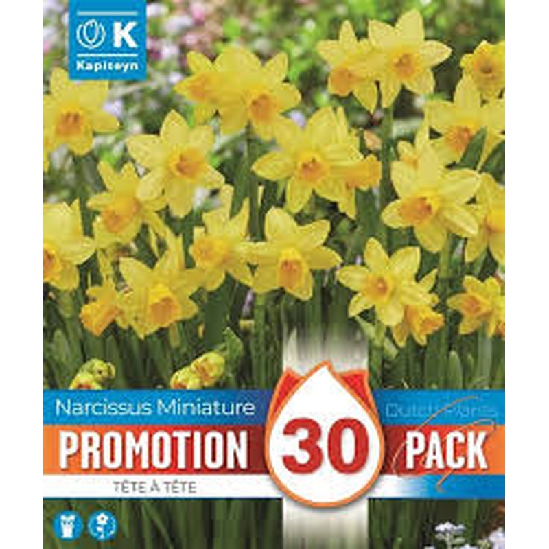 PROMO NARCISSUS TETE A TETE X 30