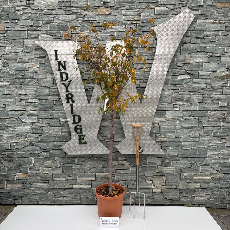 PRUNUS NIPPONICA RUBY CLT 25   CIRC. TR. 10 - 12 CM  1/2 STD