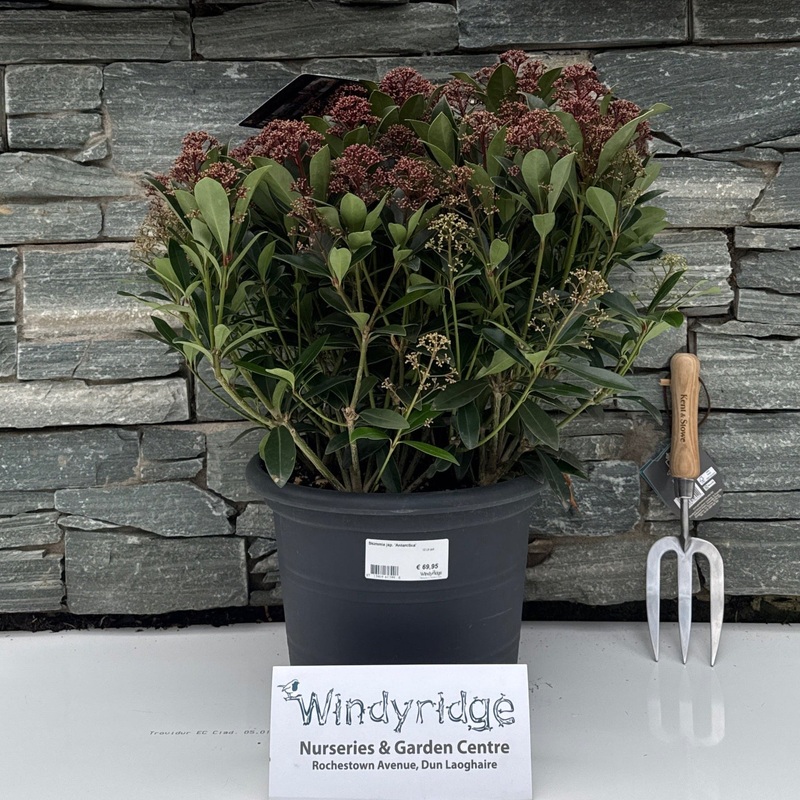 Skimmia jap. Antarctica  12 Ltr pot