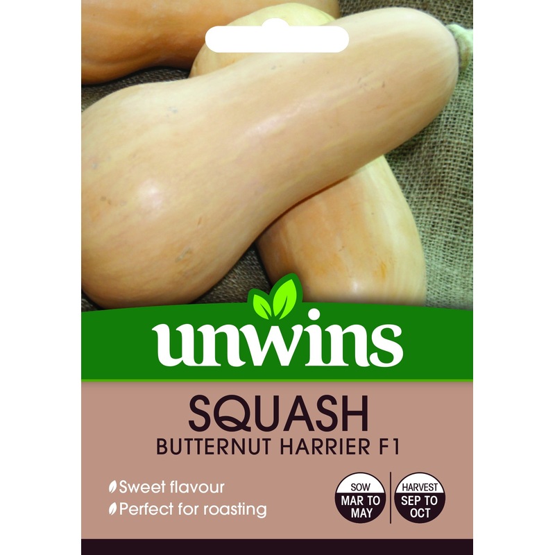 Squash Butternut Harrier F1