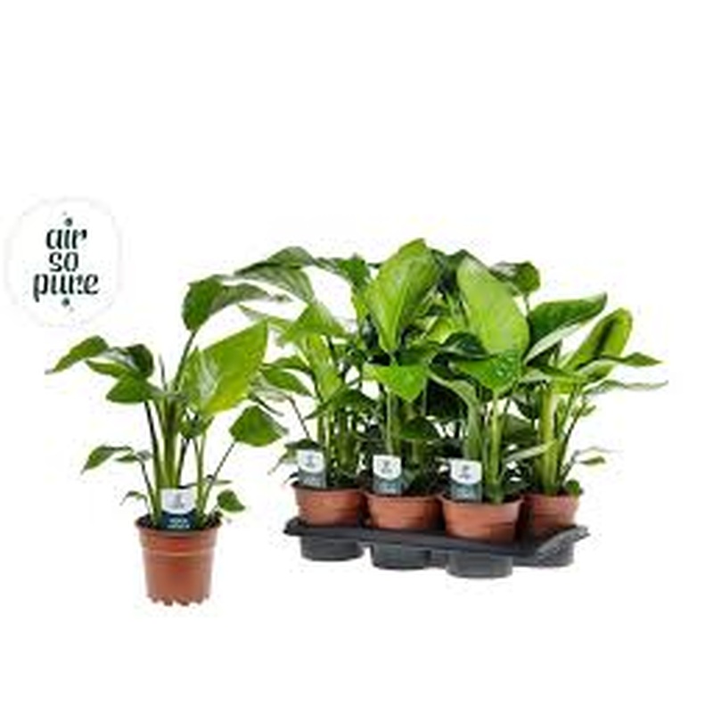 Strelitzia nicolai  P17