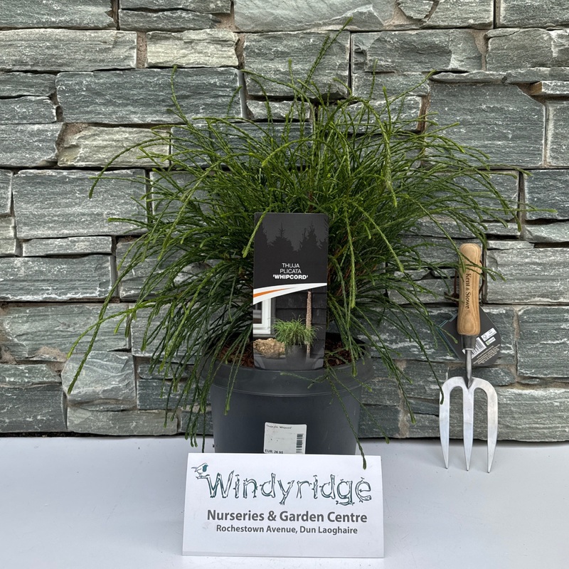 Thuja plic. Whipcord