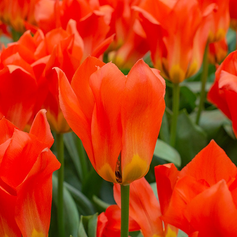 TUL PARK DREAMWAY X 10