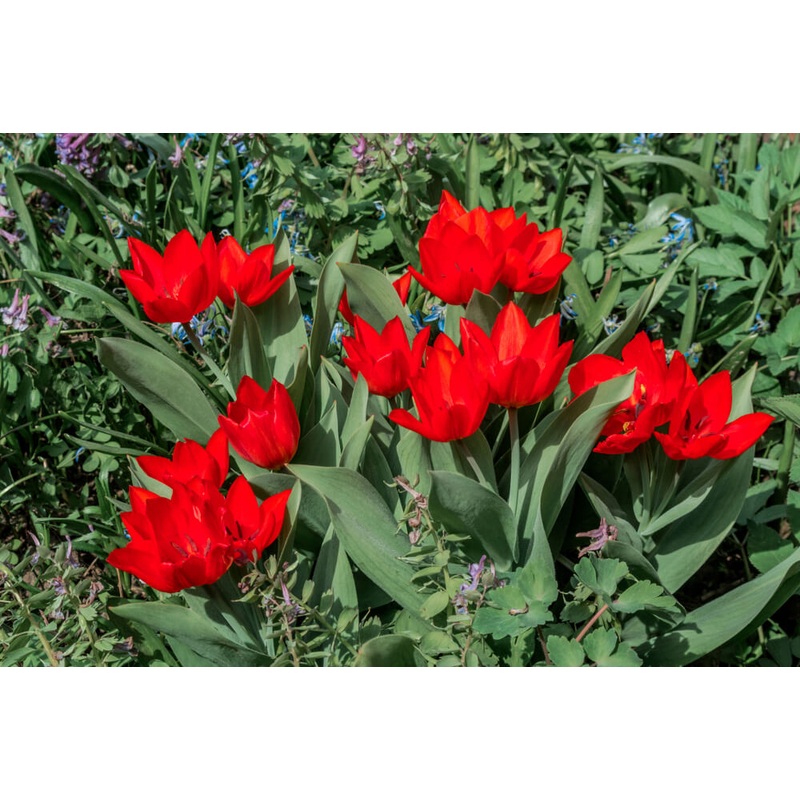 TUL SPECIE PR ZWANENBURG X 10