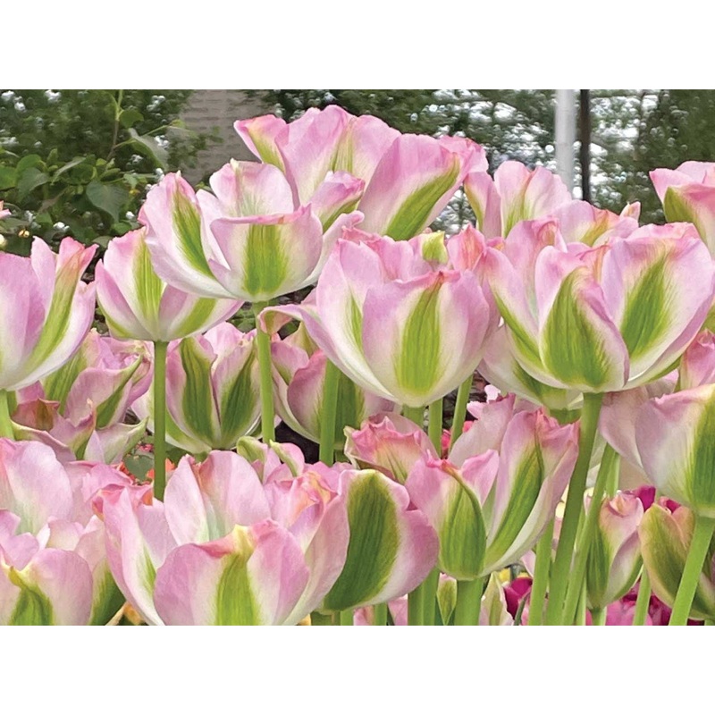 TULIPA GROENLAND X 8