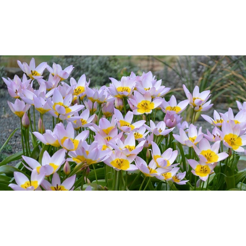 TULIPA SAXATILIS X 15