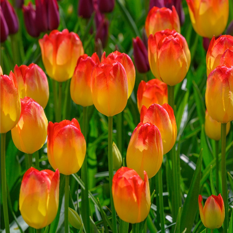 TULIPA SUNCATCHER X 10