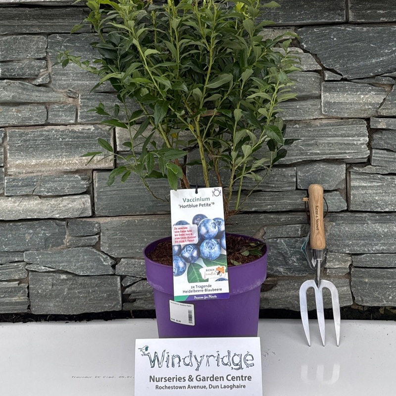 Vaccinium cor. Hortblue Petite