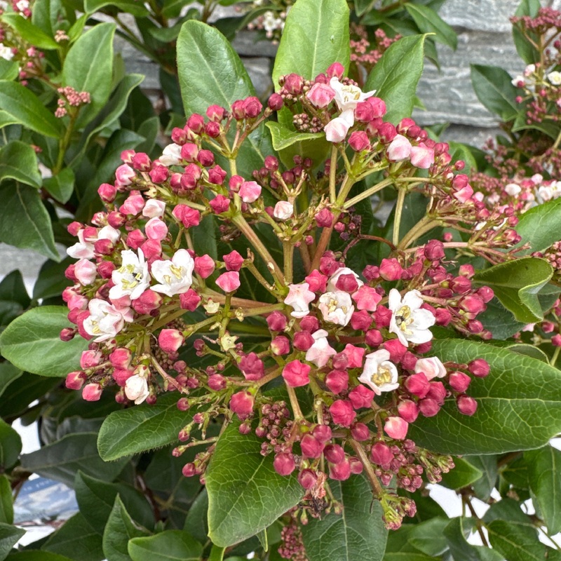 Viburnum tin. Gwenllian
