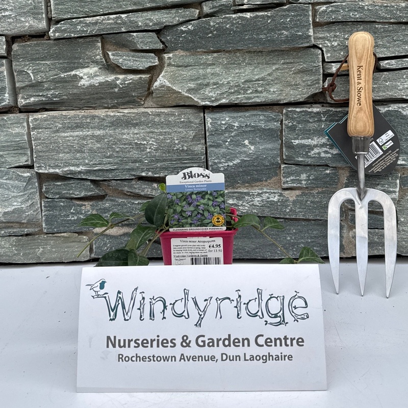 Vinca minor Atropurpurea