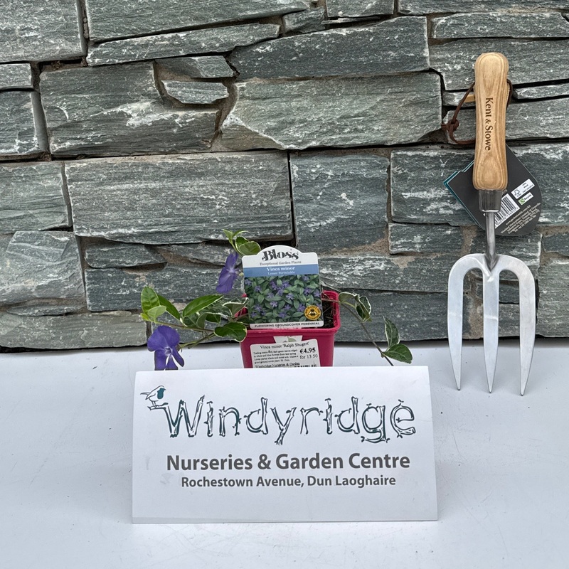 Vinca minor Ralph Shugert