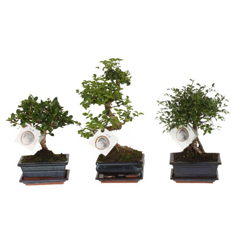 Bonsai mix (nr.A1150001)  P15