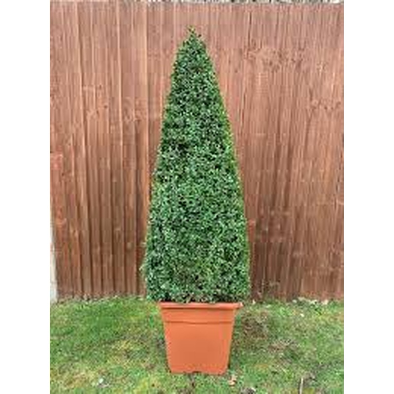Buxus semp. 70-80 CM EG Pyramid D18
