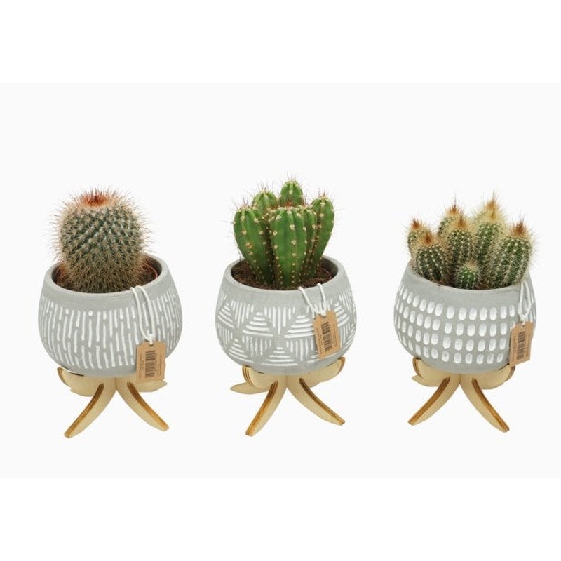 Cactus mix  11 cm Pot on Legs