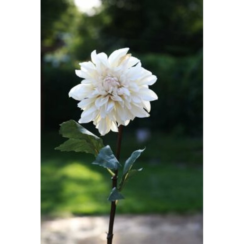 Dahlia  Cream