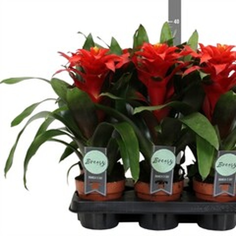 Guzmania Optima  P12