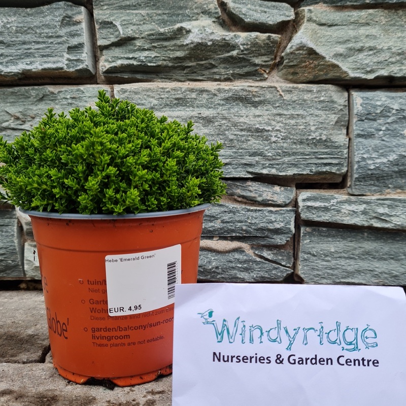 Hebe Emerald Green (13cm Pot)
