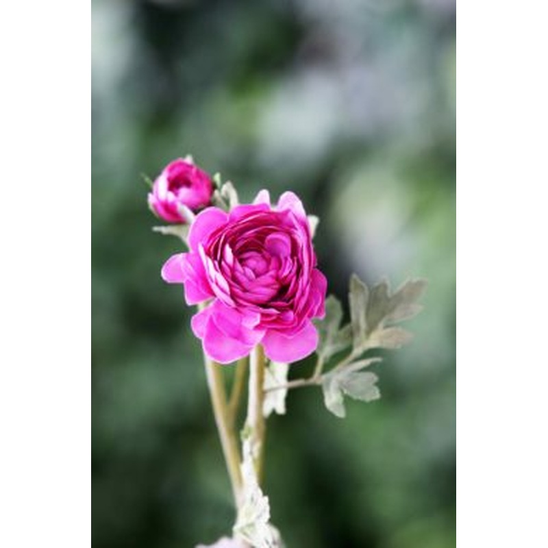 Ranunculus-Bright Pink