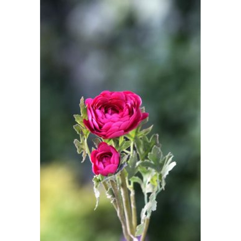 Ranunculus-Dark Pink