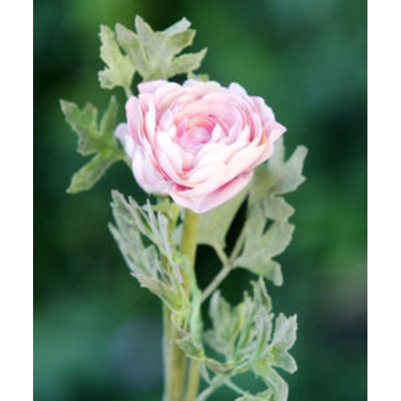 Ranunculus-Pale Pink