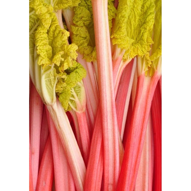 Rhubarb Champagne