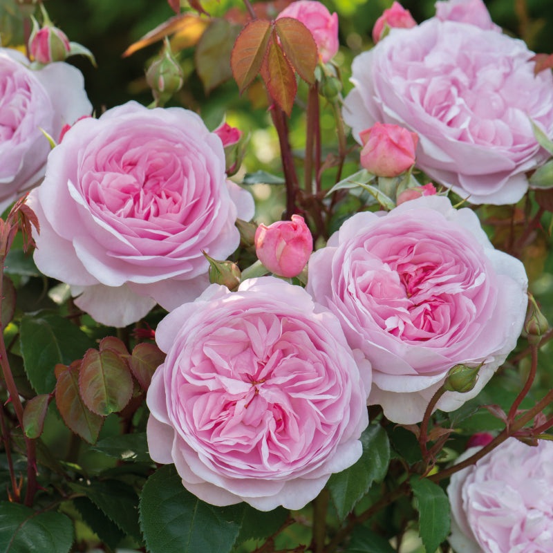 Rosa Olivia Rose Austin 6L