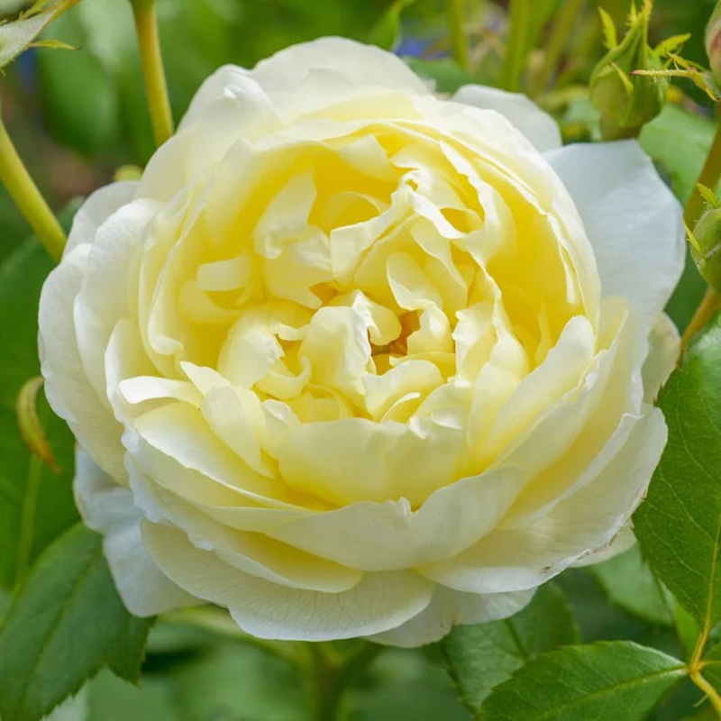 Rosa Vanessa Bell 6L