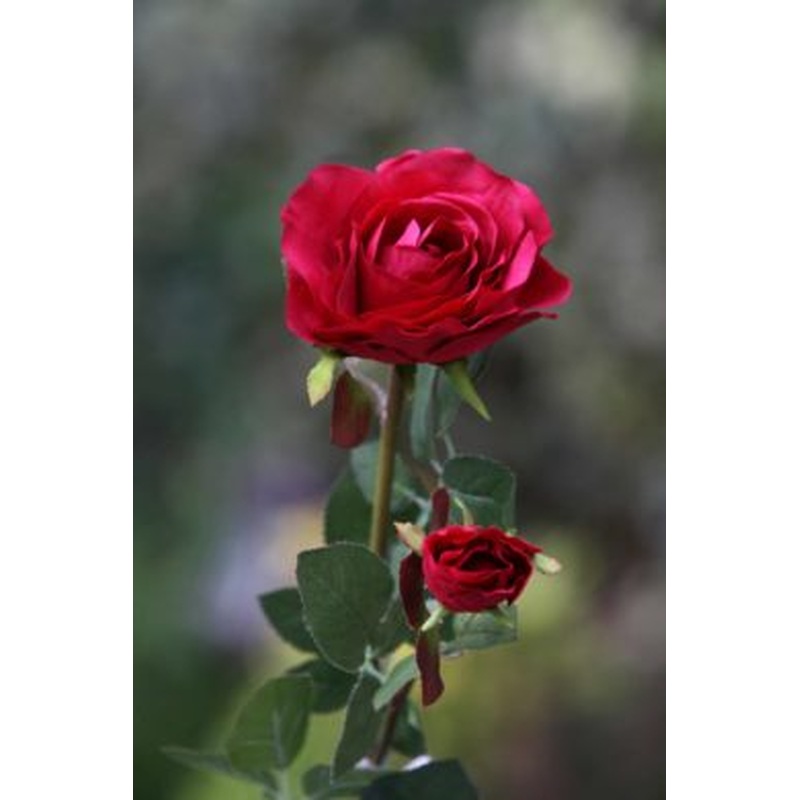 Roses-Large Hybrid Tea with bud-Red