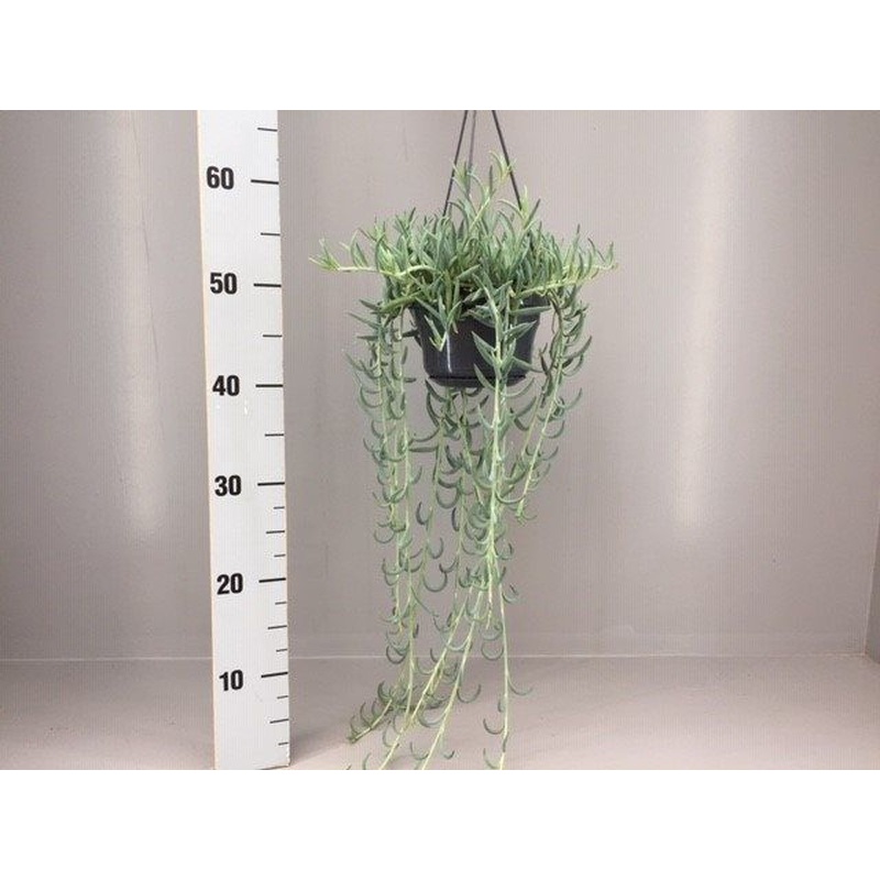 Senecio radicans 14cm Hanging pot ( String of Bananas )