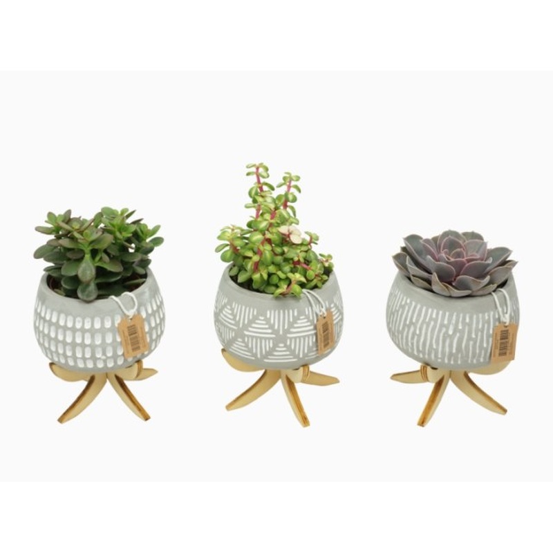 Succulent mix 11 cm Pot on Legs