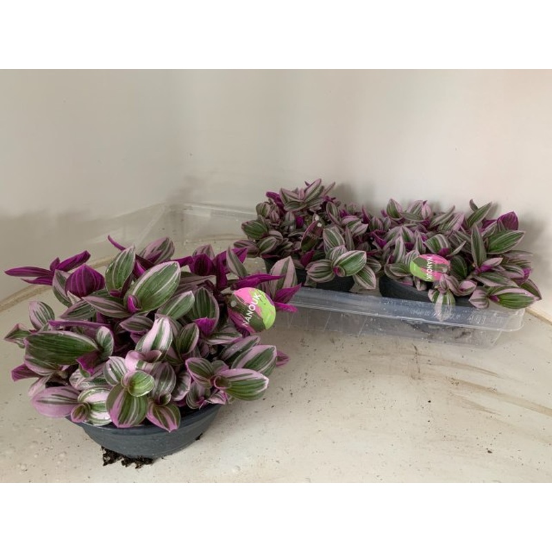 Tradescantia Nanouk  P19