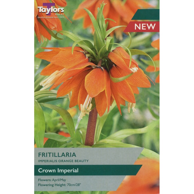 1 FRITILLARIA IMPERIALIS ORANGE BEAUTY