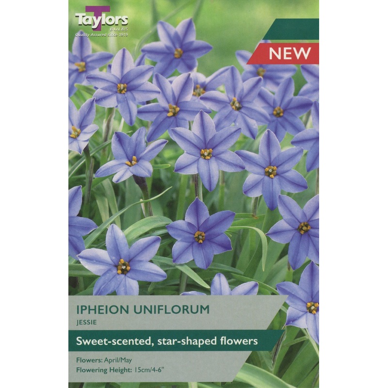 15 IPHEION UNIFLORUM JESSIE