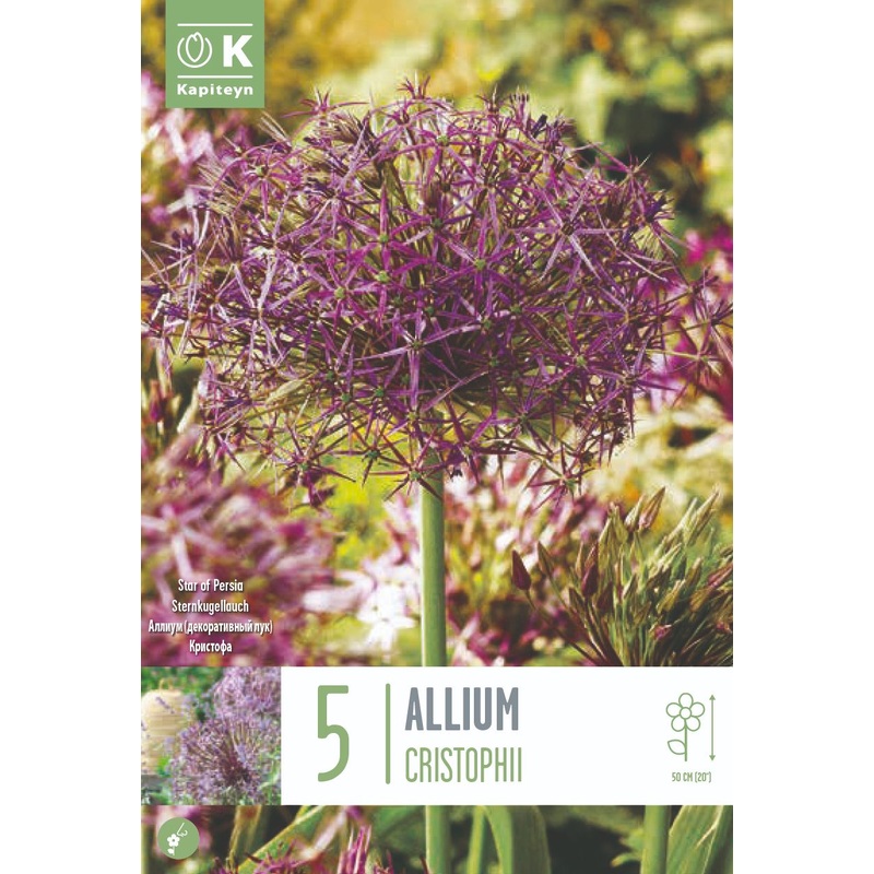 ALLIUM CRISTOPHII X 5