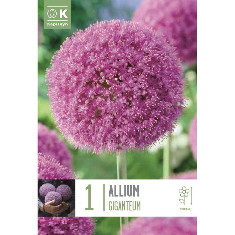 ALLIUM GIGANTEUM X 1