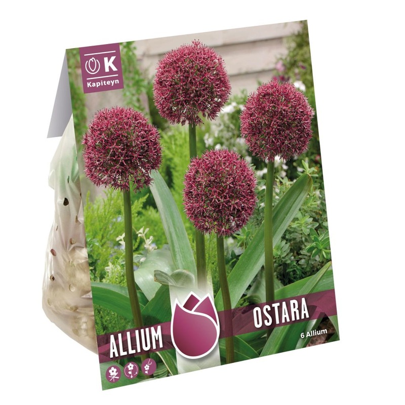 ALLIUM OSTARA x 6