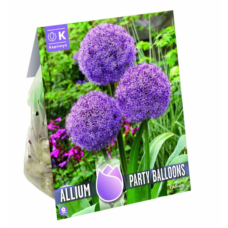 ALLIUM PARTY BALLOONS x 1