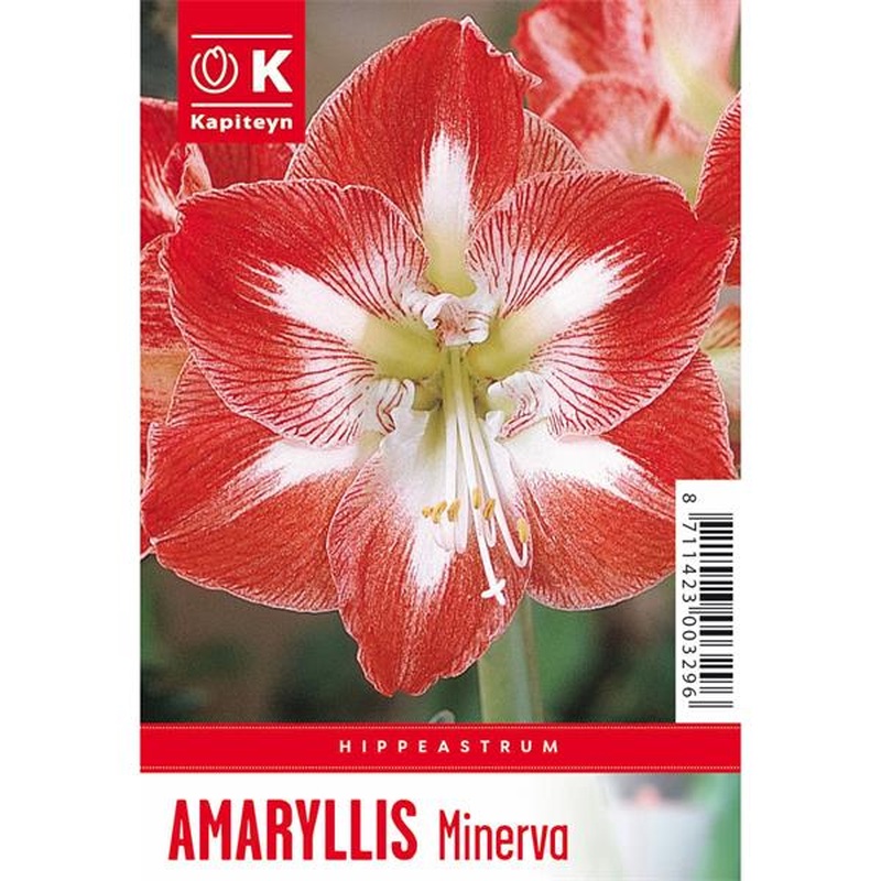 BOX HIPPEASTRUM MINERVA X 1