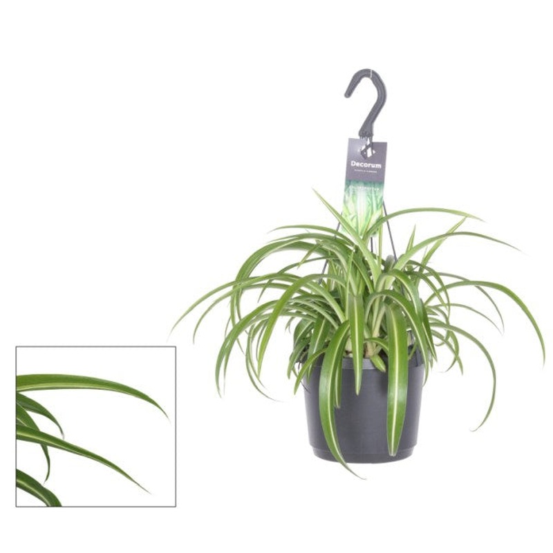 Chlorophytum com. Bonnie  P18, hanging pot