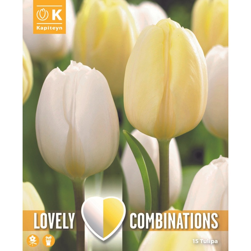 COMBI TULIP DUOPACK WHITE & CREAM x 15