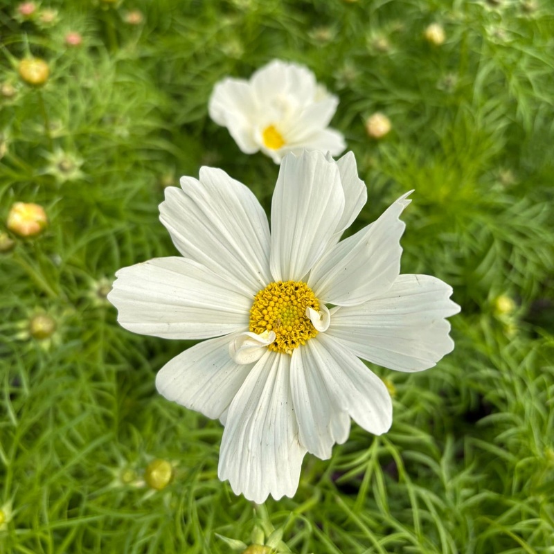 Cosmos White 2L