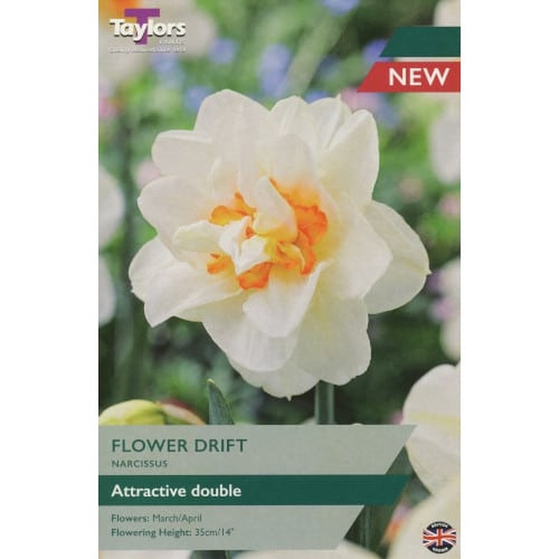 Daffodil Narcissus Flower Drift (7 Bulbs)